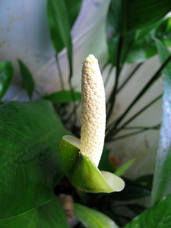 Растения с початком. Анубиас Афцели Anubias afzellii. Початок растение. Цветок похожий на кожу крокодила.