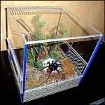 Террариум для паука птицееда размерами 250х250х250