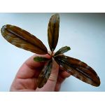 Bucephalandra sp.Copper Leaf