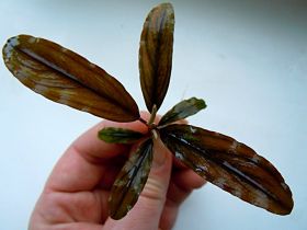 Bucephalandra sp.Copper Leaf