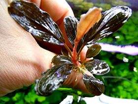 Bucephalandra sp.  Brownie Pixy