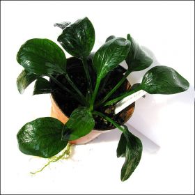 Echinodorus opacus «from Verde»